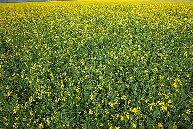 换个角度看世界 《ELEX 2》第一人称视角MOD发布